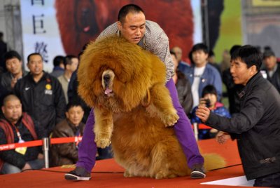 Massive-Tibetan-Mastiff-O.jpg