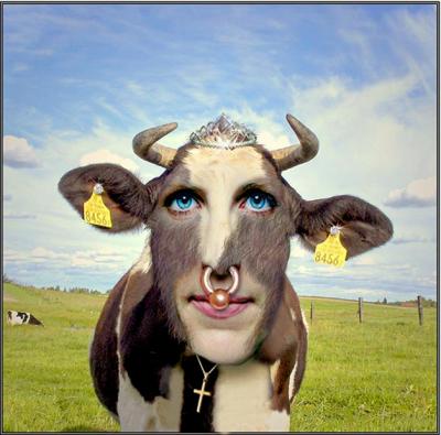 Coulter-Cow.jpg