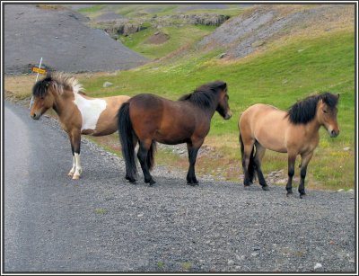 Icelandic Horses (Hallormsstadur)