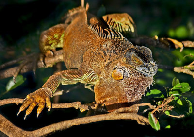 iguana-4401r.jpg