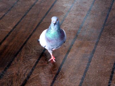 Eiffel Tower - home for decrepit pigeons