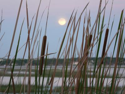 Moonlit Cattails