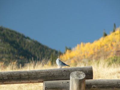 Hahns Peak Bluebird