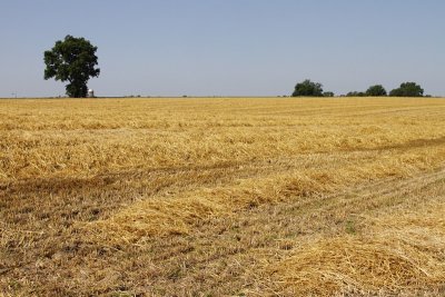A field of barley.