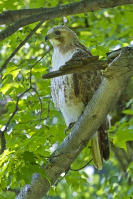 6.  A red-tailed hawk at Olana.