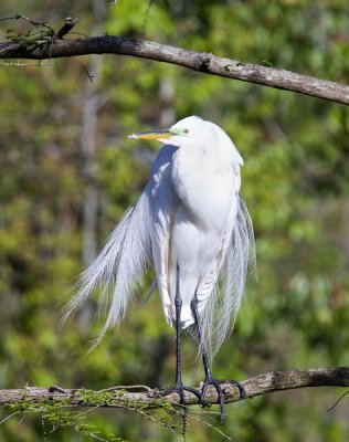 3.  A great white heron in breeding colors and plumage.
