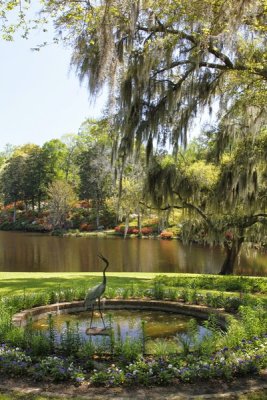 5.  At Middleton Plantation, the azalea hill in the background.