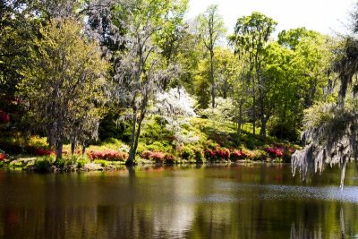 9.  A part of the azalea hillside.