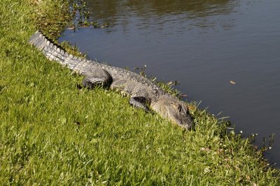 11.  A napping gator.
