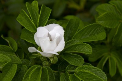 17.  A white Rosa Rugosa.