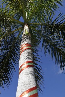 5.  A Grand Cayman Christmas tree.