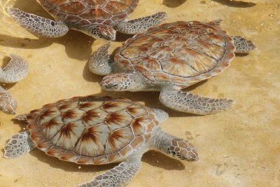 6.  At the Grand Cayman turtle farm.