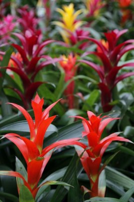 6.  Beautiful Florida garden plants?  Yes, but on display at Home Depot.
