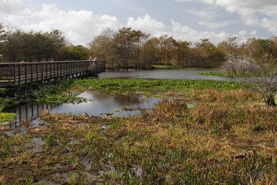 7.  Part of the Wakodahatchee Wetlands park.