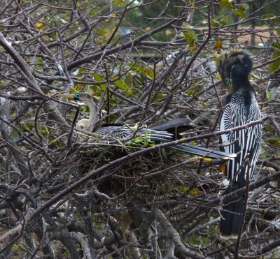 8.  Two resting Anhingas.