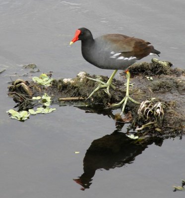 11.  Common Moorhen with a serious red-beak problem.