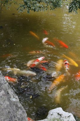 19.  Koi near the Memorial Waterfall.