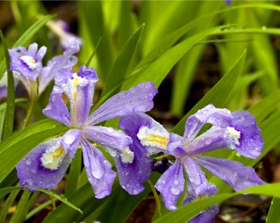 13.  Wild dwarf iris