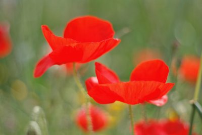 Just Poppies