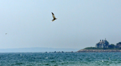 As the terns whirled