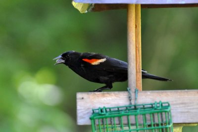 A red winged blackbird on the back yard feeder