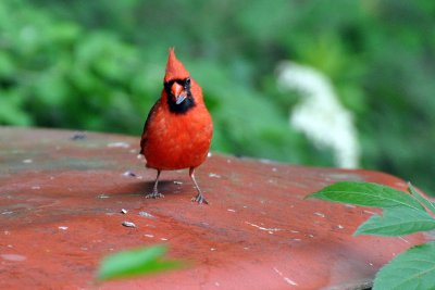 A perky little cardinal