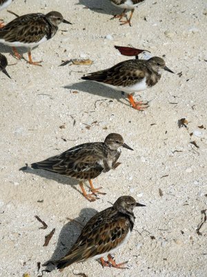 Sandpipers are common here