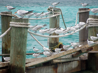 A flock of terns