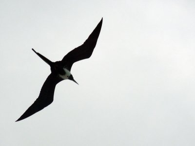 A frigate bird flies overhead