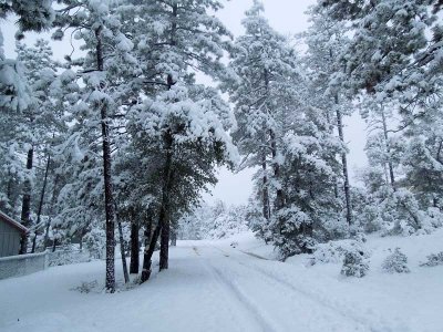 Snow wonder