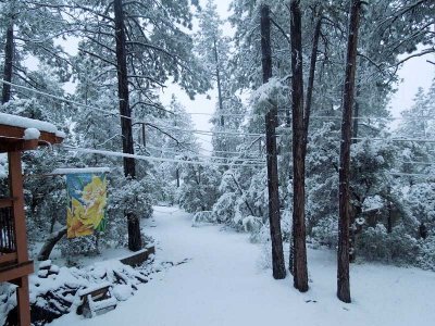 Our back yard, with more snow