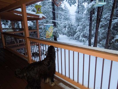 Watchdog Mateo