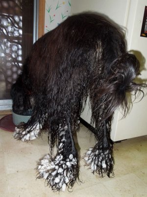 Black dog with little white snowballs