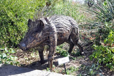 Javelina