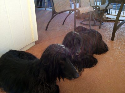 Three hounds hanging out