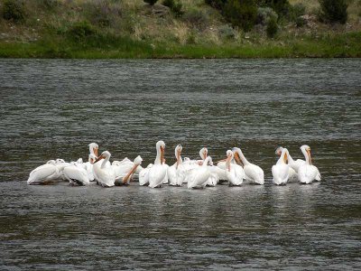 American White Pelicans