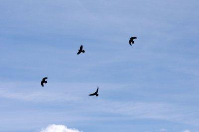 Ravens abound