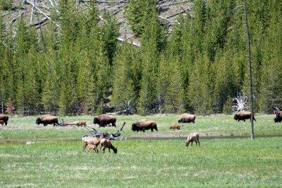 Elk and bison are often seen grazing together