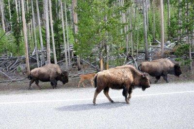 Bison out for a stroll