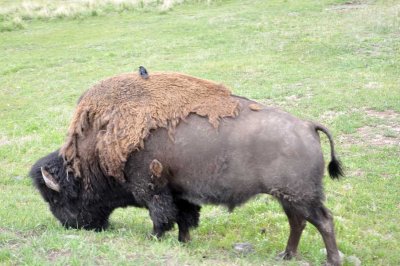 Bison and Cow Bird