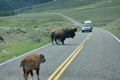 Bison have the right-of-way