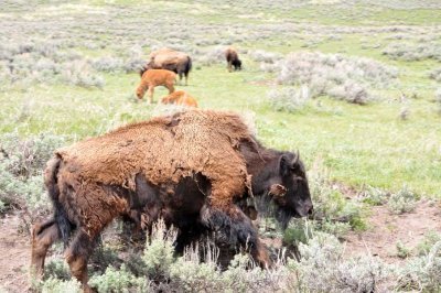 This Bison will shed its winter coat