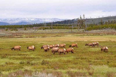 A herd of elk grazes in the tall grass