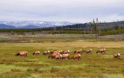 About 30,000 elk summer in Yellowstone