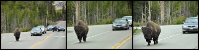 Follow and do not pass this bison