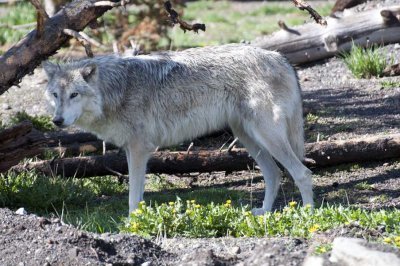 These wolves weigh about 100-120 pounds