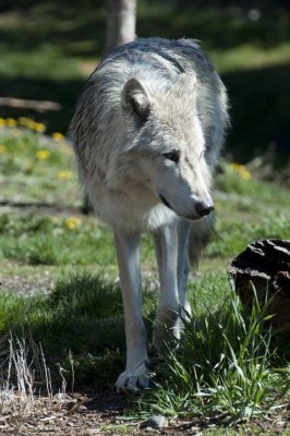 One of the Center's wolves