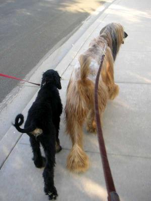 Walking partners