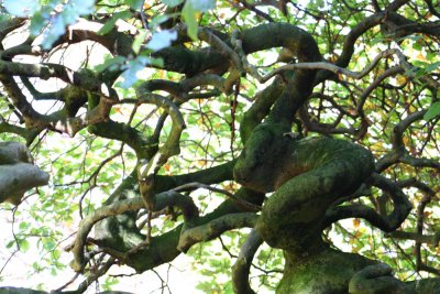 twisted beech of Verzy (Champagne)