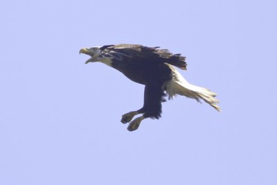 Eagles-2403.jpg